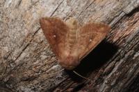 Mythimna albipuncta