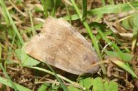Noctua janthe