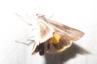 Noctua janthe