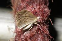 Thera britannica/obeliscata/variata