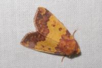Tiliacea aurago