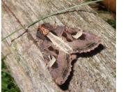 Trigonophora flammea