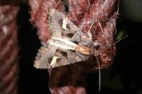 Trigonophora flammea