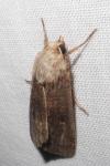 Xestia xanthographa