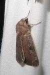 Xestia xanthographa