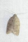 Acleris sparsana