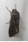 Aporophyla nigra