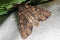 Mniotype solieri
