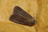 Xestia xanthographa