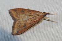 Udea ferrugalis