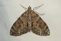 Thera britannica/obeliscata/variata