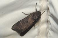 Aporophyla nigra