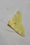 Opisthograptis luteolata