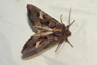 Trigonophora flammea
