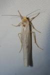 Eilema caniola