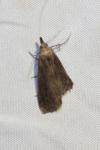 Schrankia costaestrigalis