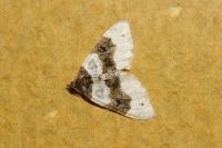 Cosmorhoe ocellata