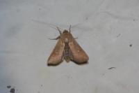 Mythimna albipuncta