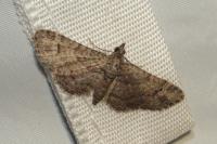 Gymnoscelis rufifasciata