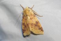 Cirrhia icteritia