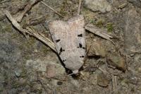 Eugnorisma glareosa