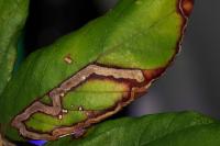 Stigmella aurella/auromarginella