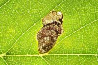 Stigmella viscerella