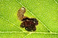 Stigmella viscerella