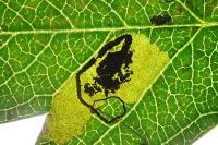 Stigmella hybnerella