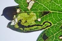 Stigmella hybnerella