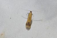 Coptotriche marginea