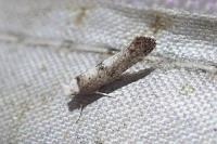 Paraswammerdamia albicapitella