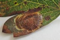 Leucoptera malifoliella