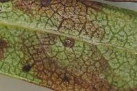 Leucoptera malifoliella