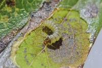 Leucoptera malifoliella
