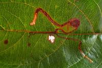 Lyonetia clerkella