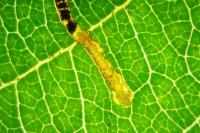 Lyonetia clerkella
