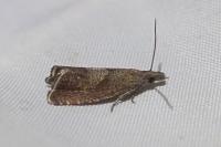 Dichrorampha acuminatana