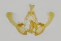 Endothenia marginana