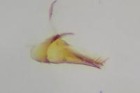 Endothenia marginana