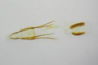 Phycitodes saxicola