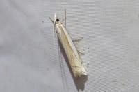 Crambus pascuella