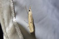 Agriphila geniculea