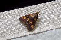 Pyrausta aurata