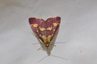 Pyrausta purpuralis