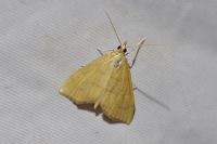 Anania crocealis