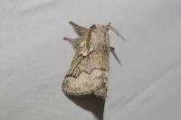 Trichiura crataegi