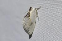 Cilix glaucata