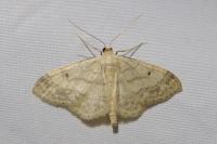 Idaea biselata