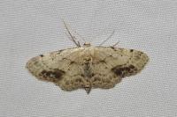 Idaea dimidiata